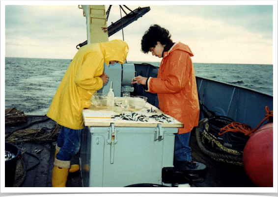 Collection of adult sprat for artificial fertilization (stripping).